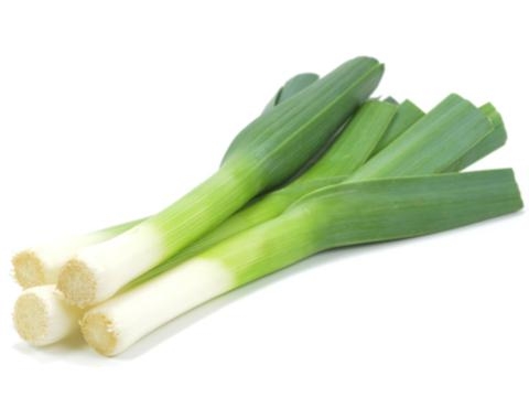 כרישה 